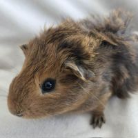 Cochon d'inde semi-rosette agouti doré #3