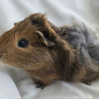 Cochon d'inde semi-rosette agouti doré #4