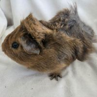 Cochon d'inde semi-rosette agouti doré #5