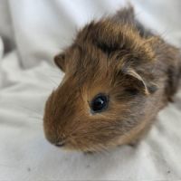 Cochon d'inde semi-rosette agouti doré #7