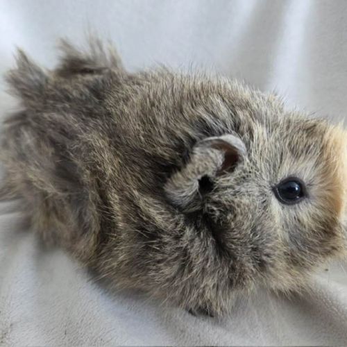 Cochon d'inde rosette agouti citron #1