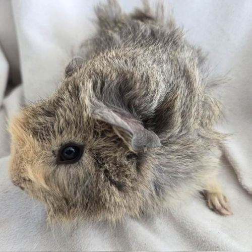 Cochon d'inde rosette agouti citron