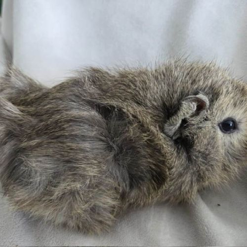 Cochon d'inde rosette agouti citron #4