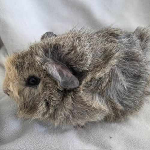 Cochon d'inde rosette agouti citron #5