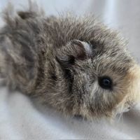 Cochon d'inde rosette agouti citron #2