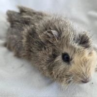 Cochon d'inde rosette agouti citron #6