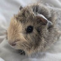 Cochon d'inde rosette agouti citron #7