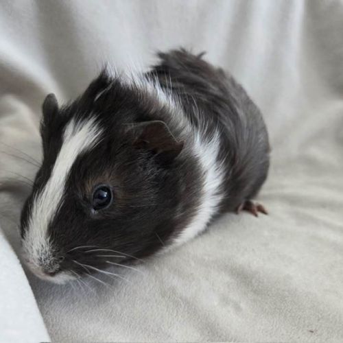 Cochon d'inde semi-rosette noir et blanc #1