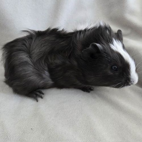 Cochon d'inde semi-rosette noir et blanc #2