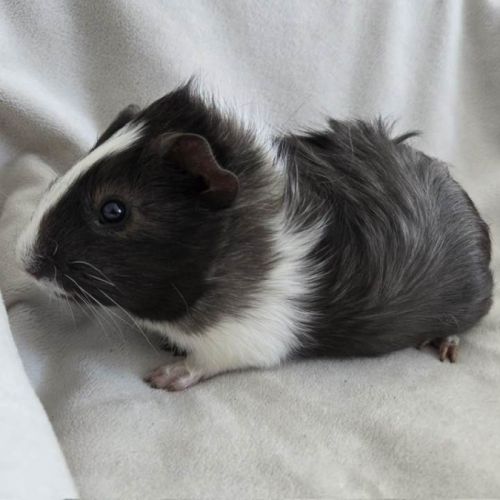 Cochon d'inde semi-rosette noir et blanc #3