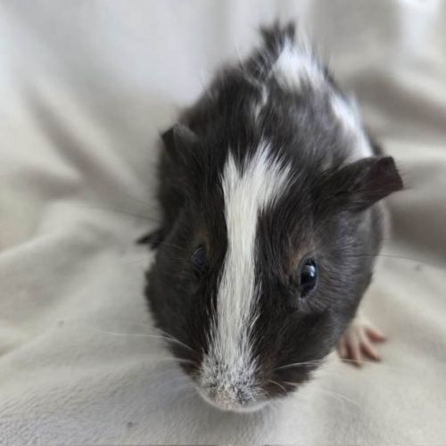 Cochon d'inde semi-rosette noir et blanc