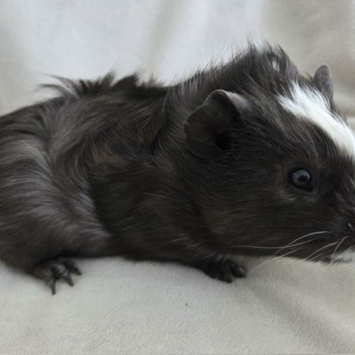 Cochon d'inde semi-rosette noir et blanc #5