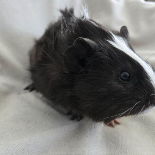 Cochon d'inde semi-rosette noir et blanc #6