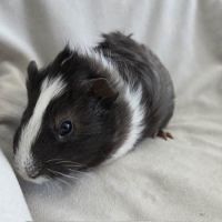 Cochon d'inde semi-rosette noir et blanc #1