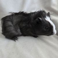 Cochon d'inde semi-rosette noir et blanc #2