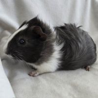 Cochon d'inde semi-rosette noir et blanc #3