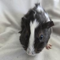 Cochon d'inde semi-rosette noir et blanc #0