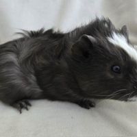 Cochon d'inde semi-rosette noir et blanc #5