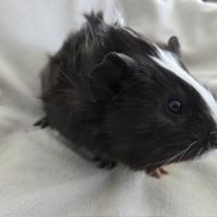 Cochon d'inde semi-rosette noir et blanc #6