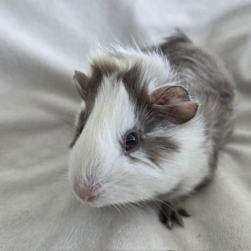 Cochon d'inde semi-rosette blanche et ardoise #2