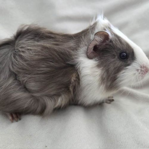 Cochon d'inde semi-rosette blanche et ardoise