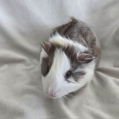 Cochon d'inde semi-rosette blanche et ardoise #5