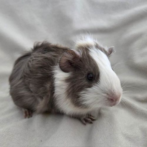 Cochon d'inde semi-rosette blanche et ardoise #6