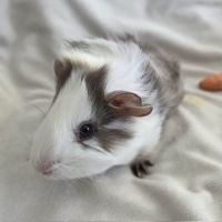 Cochon d'inde semi-rosette blanche et ardoise #1