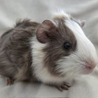 Cochon d'inde semi-rosette blanche et ardoise #3