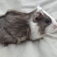 Cochon d'inde semi-rosette blanche et ardoise