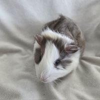 Cochon d'inde semi-rosette blanche et ardoise #5