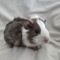 Cochon d'inde semi-rosette blanche et ardoise #6