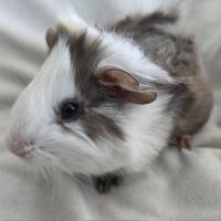 Cochon d'inde semi-rosette blanche et ardoise #7