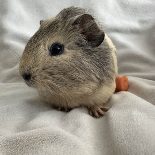 Cochon d'inde agouti citron