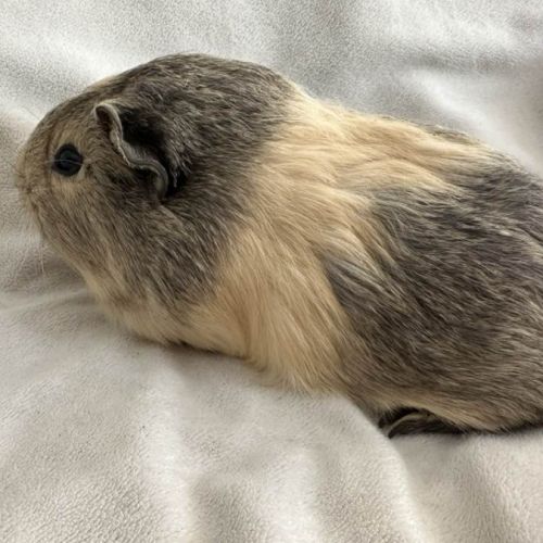 Cochon d'inde agouti citron #2