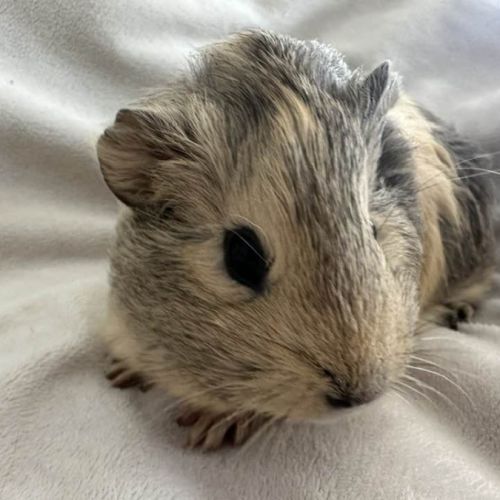 Cochon d'inde agouti citron #3