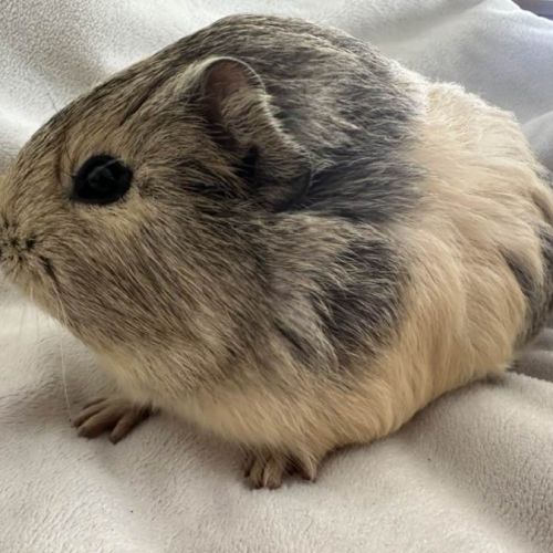 Cochon d'inde agouti citron #4