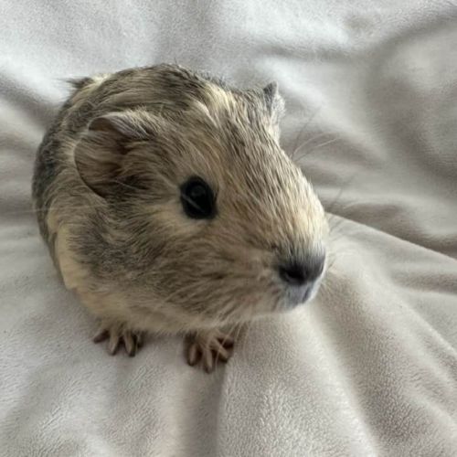 Cochon d'inde agouti citron #5