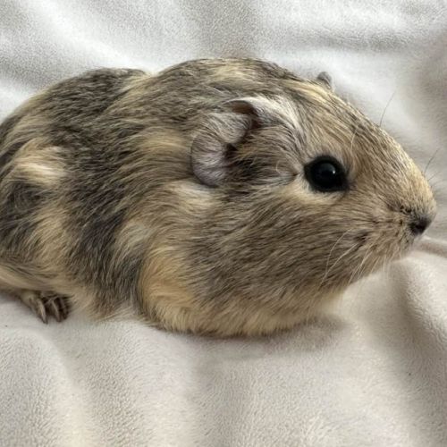 Cochon d'inde agouti citron #6