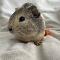 Cochon d'inde agouti citron