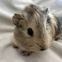 Cochon d'inde agouti citron #3