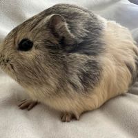 Cochon d'inde agouti citron #4