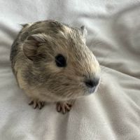 Cochon d'inde agouti citron #5