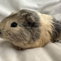 Cochon d'inde agouti citron #7