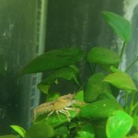 Écrevisse naine : cambarellus diminutus #2