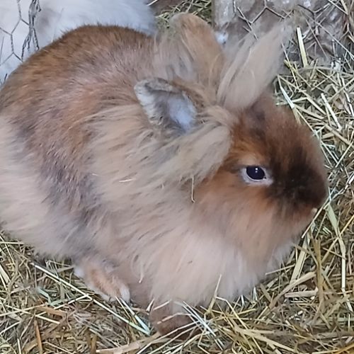 Deux jeunes têtes de lion
