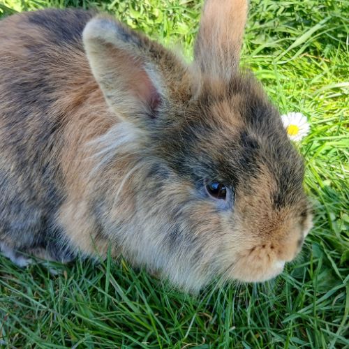 Deux jeunes têtes de lion #3