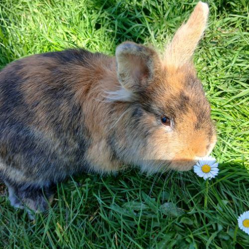 Deux jeunes têtes de lion #4