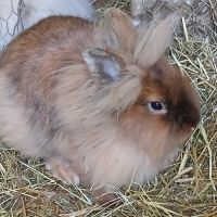 Deux jeunes têtes de lion