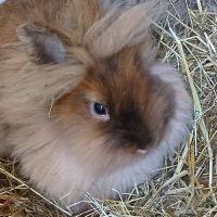 Deux jeunes têtes de lion #2